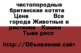 чистопородные британские котята › Цена ­ 10 000 - Все города Животные и растения » Кошки   . Тыва респ.